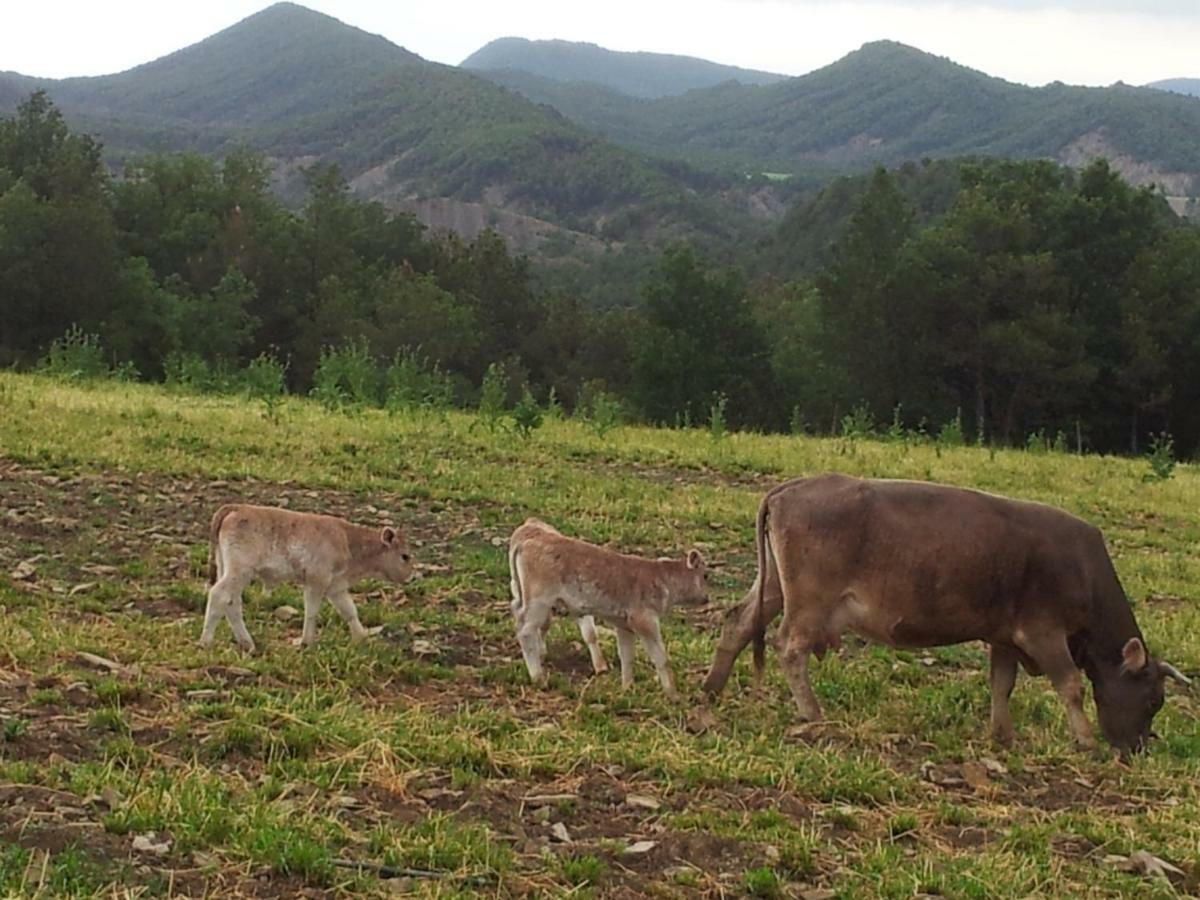 Casa Encuentra, En El Pirineo Al Lado De Ainsa El Pueyo de Araguás